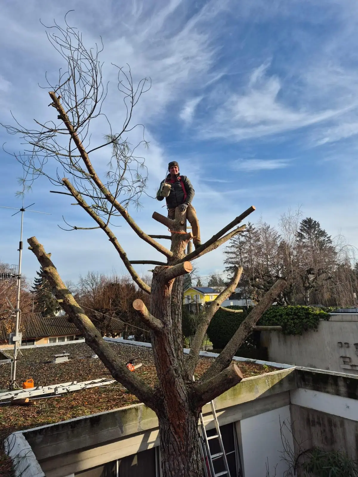 Élagage d'arbre par LI Lukic dans le canton de Genève