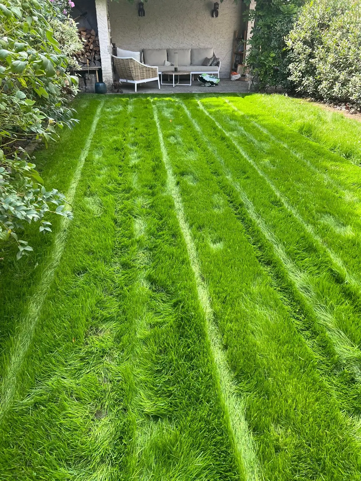Pose de gazon en rouleaux, création jardin Genève