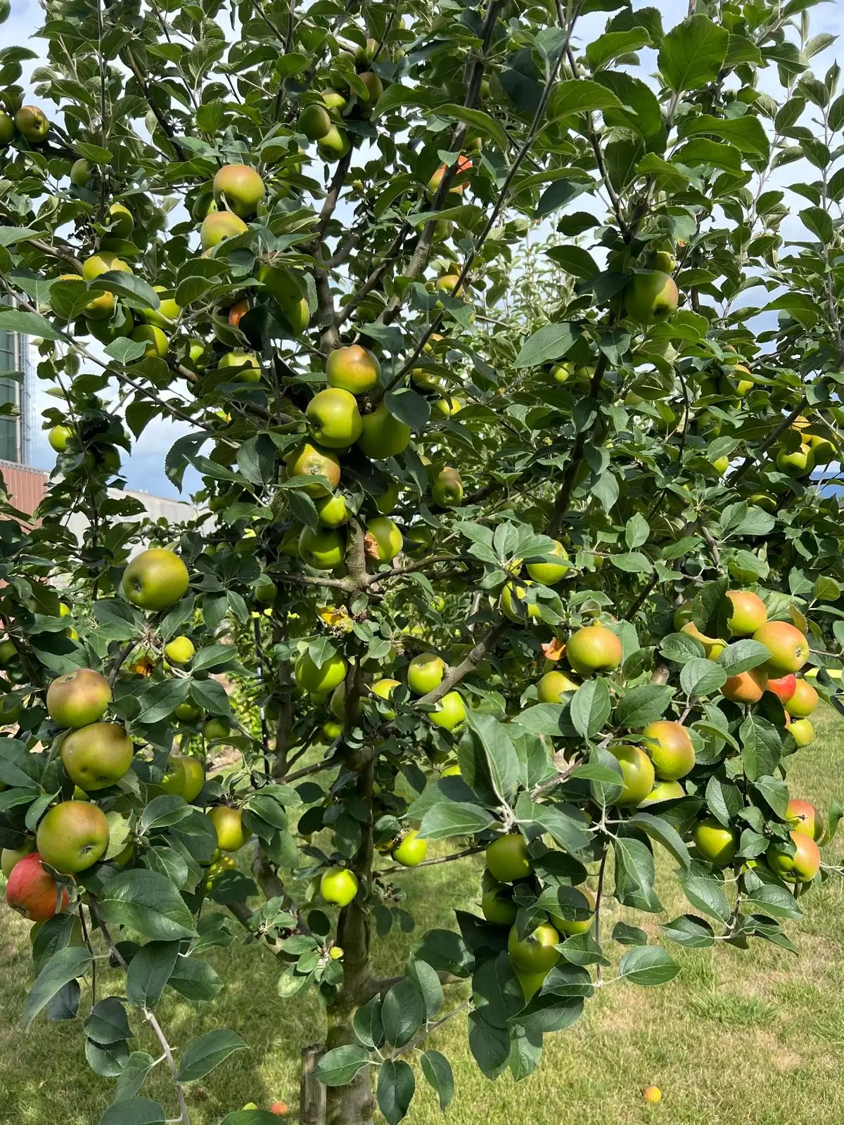 Taille d'arbres fruitiers à Vésenaz, Genève