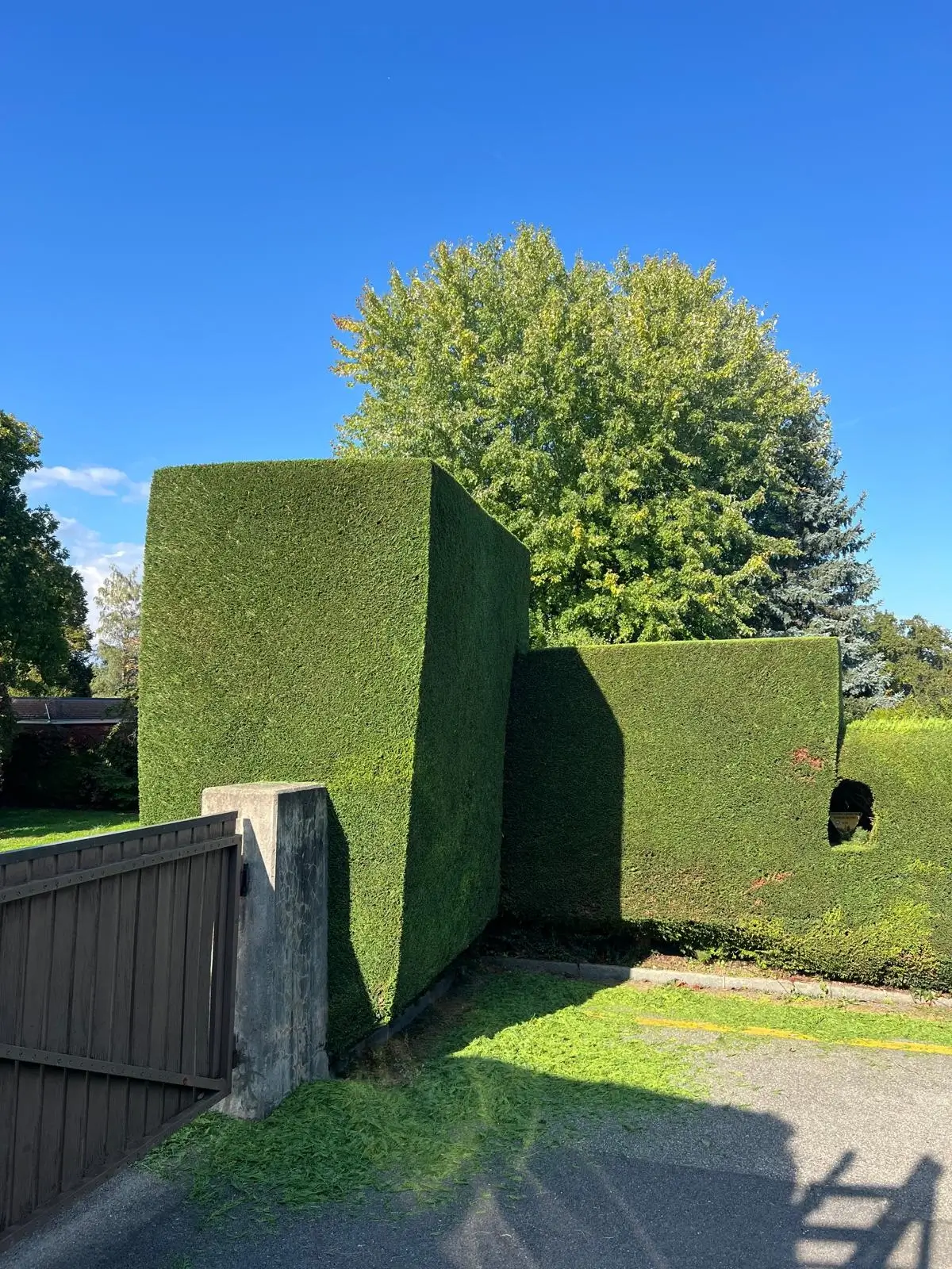 Taille de haie par LI Lukic à Vésenaz